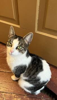 American Shorthair Cats Available for Adoption in Lemoyne, Pennsylvania - Cocoa (a Young Mama Seeking A Second And Better Chance At Life) | PetCurious