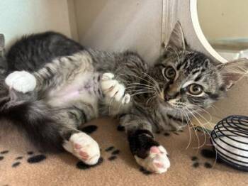 Holla -  Domestic Short Hair Cat for Adoption in King William, Virginia - Holla | PetCurious