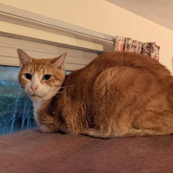 Rescue Tabby Cats for Adoption - Octavius | PetCurious