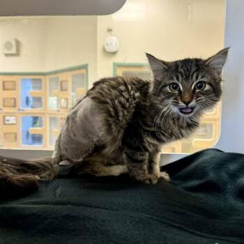 KATANA -  Domestic Short Hair Cat for Adoption in Riverside, California - KATANA | PetCurious