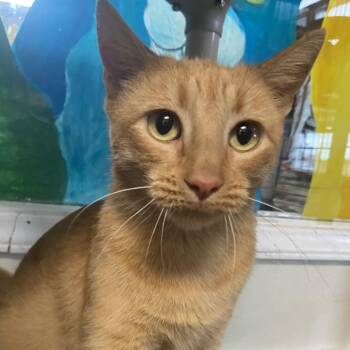 Marigold -  Domestic Short Hair Cat for Adoption in Fletcher, North Carolina - Marigold | PetCurious