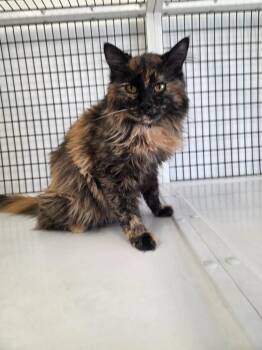 Holly -  Domestic Long Hair Cat for Adoption in Green River, Wyoming - Holly | PetCurious