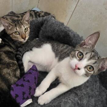 Sully -  Domestic Short Hair Cat for Adoption in Fort Lauderdale, Florida - Sully | PetCurious