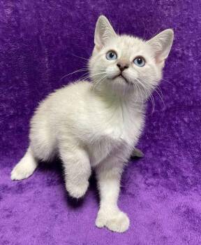 Domestic Short Hair Cats Available for Adoption in Jackson, Michigan - Lily | PetCurious