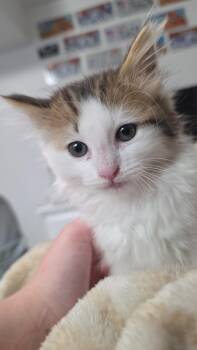 Rocky -  Domestic Medium Hair Cat for Adoption in Fruit Heights, Utah - Rocky | PetCurious