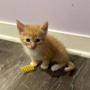 Sundrop -  Domestic Short Hair Cat for Adoption in Madison, Wisconsin - Sundrop | PetCurious