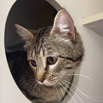 Domestic Short Hair Cats Available for Adoption in Tulsa, Oklahoma - Bonnie | PetCurious