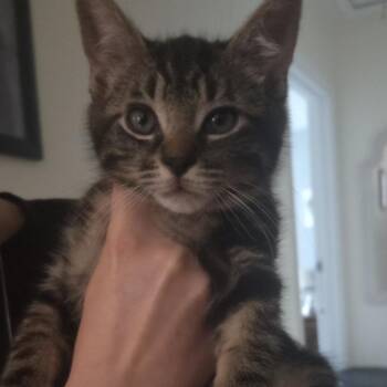 Lasagna -  Domestic Short Hair Cat for Adoption in West Olive, Michigan - Lasagna | PetCurious