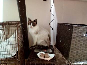 Snowshoe Cats Available for Adoption in Martinez, California - TIYA | PetCurious