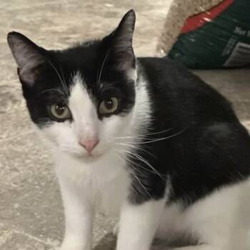 Rescue Domestic Short Hair Cats for Adoption in Slippery Rock, Pennsylvania - Charlie | PetCurious