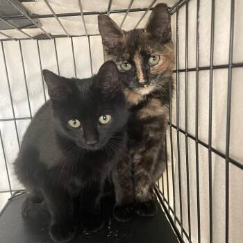 Rescue Domestic Short Hair Cats for Adoption in Bellmawr, New Jersey - Butterscotch & Hershey | PetCurious