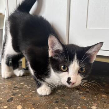 Dipsy -  Domestic Short Hair Cat for Adoption in Louisville, Kentucky - Dipsy | PetCurious