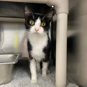 Peep Squeak -  Domestic Short Hair Cat for Adoption in Roanoke, Virginia - Peep Squeak | PetCurious