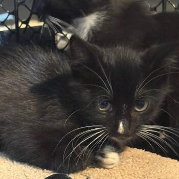 Dolph -  Domestic Medium Hair Cat for Adoption in Cumming, Georgia - Dolph | PetCurious