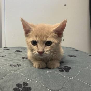 Rowan -  Domestic Short Hair Cat for Adoption in Spruce Pine, North Carolina - Rowan | PetCurious