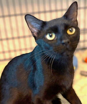 Rescue Domestic Short Hair Cats for Adoption in Fort Myers, Florida - Onyx | PetCurious