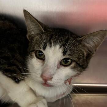 Domestic Short Hair Cats Available for Adoption in Leander, Texas - Carl | PetCurious