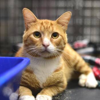 Mostly -  Domestic Short Hair Cat for Adoption in Idaho Falls, Idaho - Mostly | PetCurious