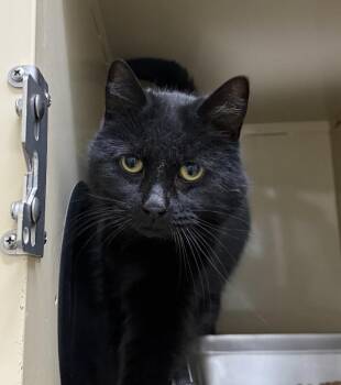 Sissy -  Domestic Short Hair Cat for Adoption in Arlington, Washington - Sissy | PetCurious