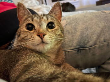 Rescue Domestic Short Hair Cats for Adoption in Lewistown, Pennsylvania - Eleanor | PetCurious