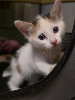 Maeve -  Domestic Short Hair Cat for Adoption in Meriden, Connecticut - Maeve | PetCurious