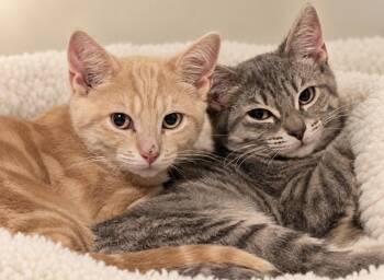 Sari and Tavi -  American Shorthair Cat for Adoption in Philadelphia, Pennsylvania - Sari And Tavi | PetCurious