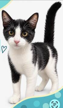 Temari -  Domestic Short Hair Cat for Adoption in Sneads Ferry, North Carolina - Temari | PetCurious