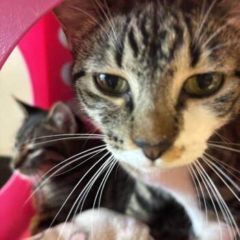 Domestic Short Hair Cats Available for Adoption - Stripey Star | PetCurious