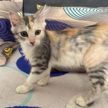 Rosa -  Siberian Cat for Adoption in Brampton, Ontario - Rosa | PetCurious