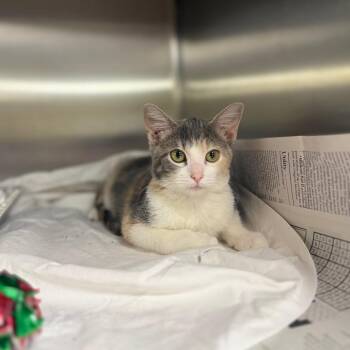 Kelly -  Domestic Medium Hair Cat for Adoption in Pauls Valley, Oklahoma - Kelly | PetCurious