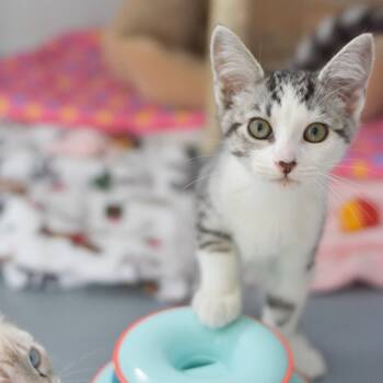 Rescue Domestic Medium Hair Cats for Adoption in Kailua-kona, Hawaii - Everything | PetCurious