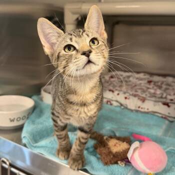 Encyclopedia -  Domestic Short Hair Cat for Adoption - Encyclopedia | PetCurious