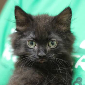 Appt. Pending - Isaiah -  Domestic Medium Hair Cat for Adoption in Versailles, Kentucky - Appt. Pending - Isaiah | PetCurious