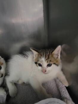Andrew Garfield -  Domestic Short Hair Cat for Adoption in Fishers, Indiana - Andrew Garfield | PetCurious