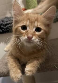 Snoop-Catt Viola -  Tabby and Domestic Medium Hair Cat for Adoption in Chandler, Arizona - Snoop-Catt Viola | PetCurious