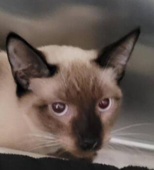 Wimbledon -  Domestic Short Hair Cat for Adoption in Vancouver, Washington - Wimbledon | PetCurious