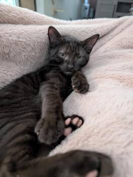 Kevin Gru -  Domestic Short Hair Cat for Adoption in Gorham, Maine - Kevin Gru | PetCurious