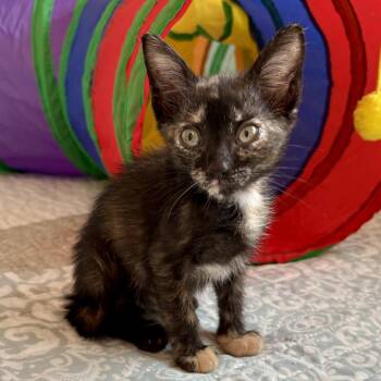 Nina -  Domestic Short Hair Cat Available for Adoption in Vieques, Vieques - Nina | PetCurious