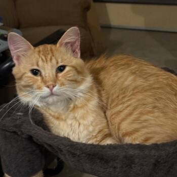 Found 7th ave sw, pine island MN (Harry) -  Domestic Medium Hair Cat for Adoption in Rochester, Minnesota - Found 7th Ave Sw, Pine Island MN (Harry) | PetCurious