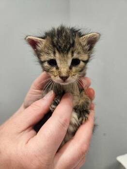 Danish -  Domestic Short Hair Cat for Adoption in Bloomington, Indiana - Danish | PetCurious