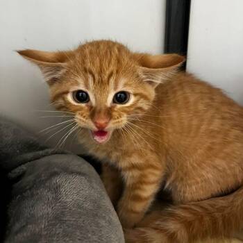 Reef -  Domestic Short Hair Cat for Adoption in Kingman, Arizona - Reef | PetCurious