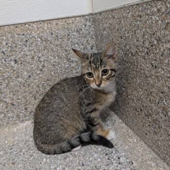 Polina -  Domestic Short Hair Cat for Adoption in Detroit Lakes, Minnesota - Polina | PetCurious