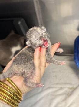 Stapler -  Domestic Short Hair Cat for Adoption in Statesboro, Georgia - Stapler | PetCurious