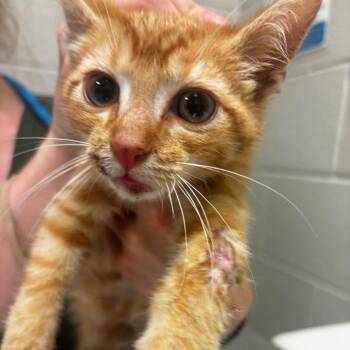 Tybee -  Domestic Short Hair Cat for Adoption in Bristol, Indiana - Tybee | PetCurious