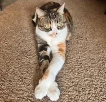 Domestic Short Hair Cats Available for Adoption in San Diego, California - MistyMay | PetCurious