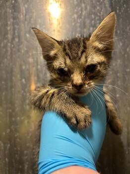 Domestic Short Hair Cats Available for Adoption in San Antonio, Texas - ZUKO | PetCurious
