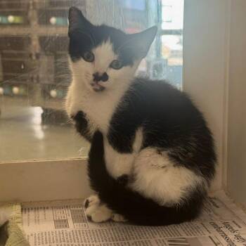 SNOOKIE -  Domestic Short Hair Cat for Adoption in Riverside, California - SNOOKIE | PetCurious
