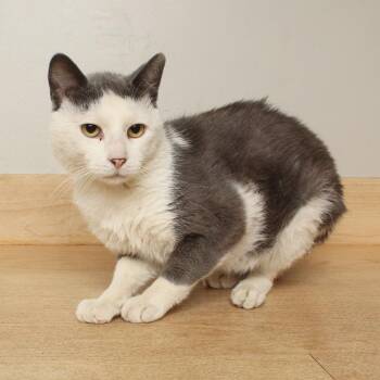 Ross C70086 -  Domestic Short Hair Cat for Adoption in Minnetonka, Minnesota - Ross C70086 | PetCurious