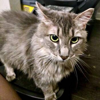 Garland -  Domestic Medium Hair Cat for Adoption in Austin, Texas - Garland | PetCurious