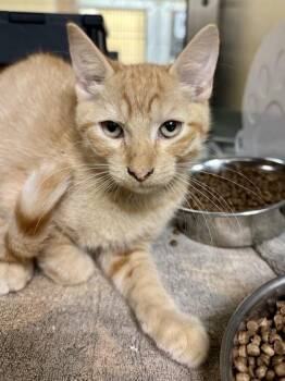 Asparagus -  Domestic Short Hair Cat for Adoption in Wichita, Kansas - Asparagus | PetCurious